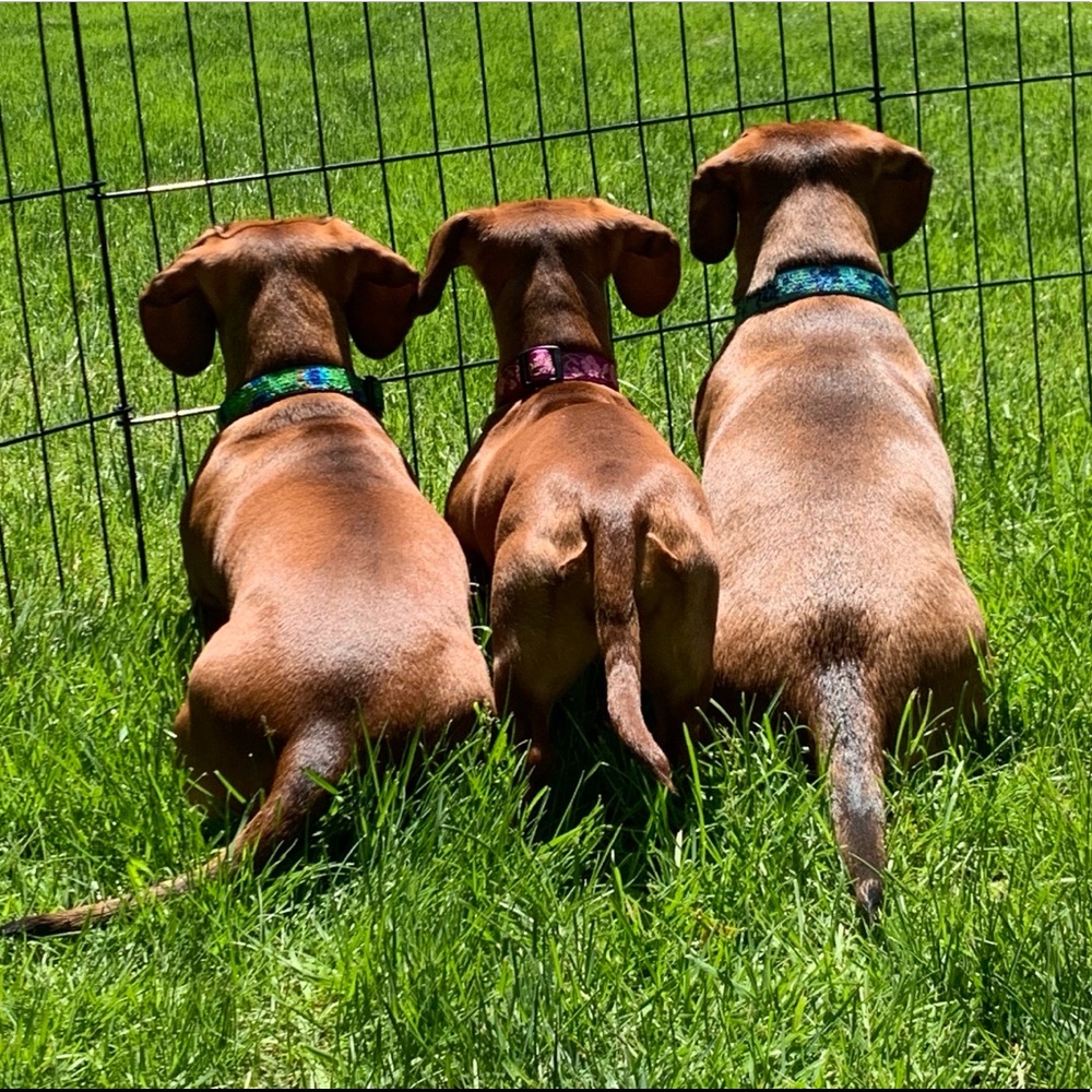 Meet your Posher, Jillian